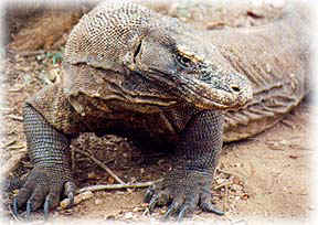 komodo picture